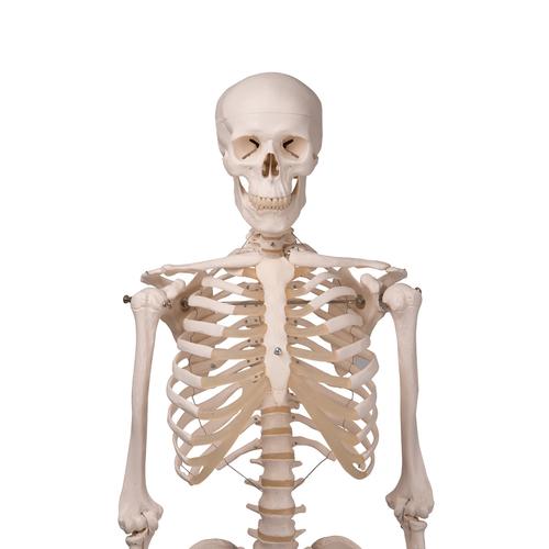 Human Skeleton Model Stan on Hanging Stand, 1020172 [A10/1], Skeleton Models - Life size