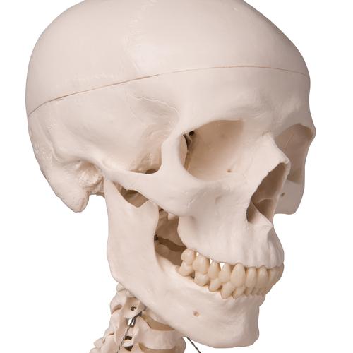 Human Skeleton Model Stan on Hanging Stand, 1020172 [A10/1], Skeleton Models - Life size