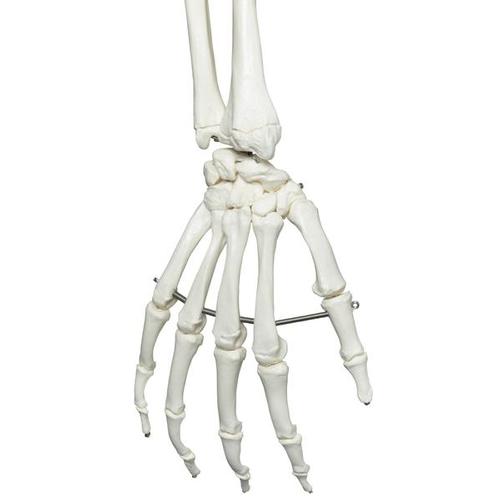 Human Skeleton Model Stan on Hanging Stand, 1020172 [A10/1], Skeleton Models - Life size