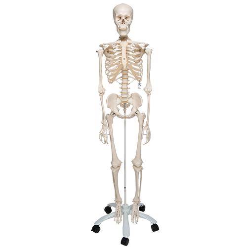 전신골격모형 Human Skeleton Model Stan, 1020171 [A10], 실물 크기 골격 모형