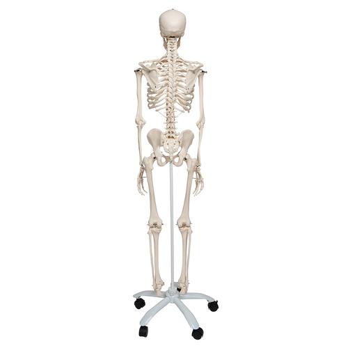 Human Skeleton Model Stan, 1020171 [A10], Skeleton Models - Life size