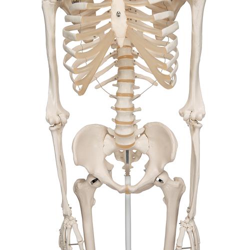 전신골격모형 Human Skeleton Model Stan, 1020171 [A10], 실물 크기 골격 모형