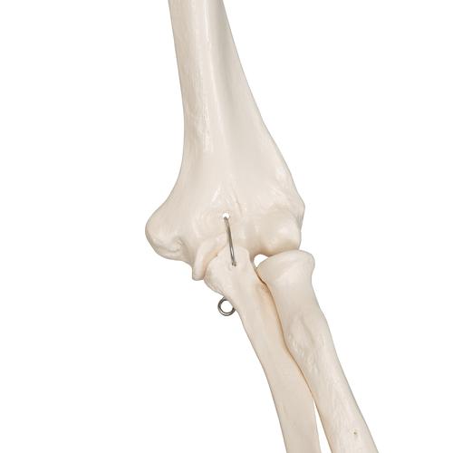 3B Scientific Adult Human Skeleton - includes 3B Smart Anatomy