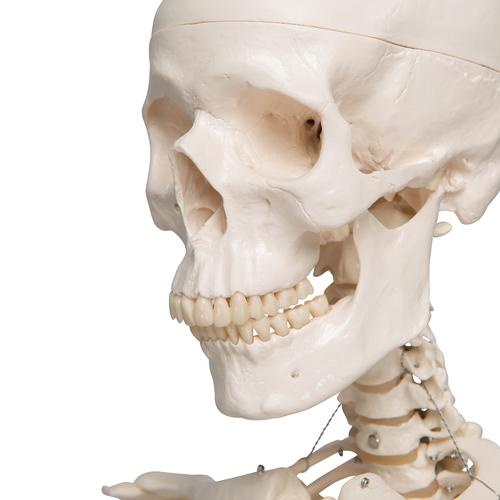 Human Skeleton Model Stan, 1020171 [A10], Skeleton Models - Life size