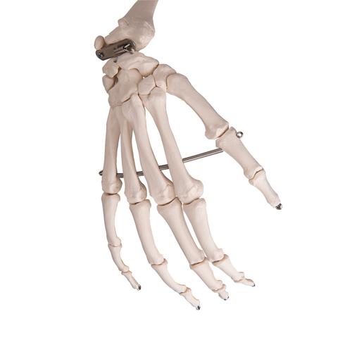 Human Skeleton Model Stan, 1020171 [A10], Skeleton Models - Life size