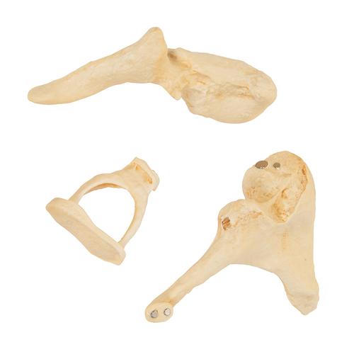 Human Ossicle Model (BONElike), 20-times Magnified, 1009697 [A100], Individual Bone Models