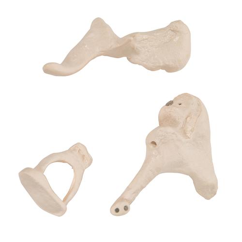 Human Ossicle Model, 20-times Maginified, 1012786 [A101], Ear Models