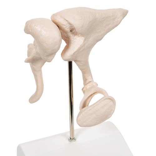 Human Ossicle Model, 20-times Maginified, 1012786 [A101], Individual Bone Models