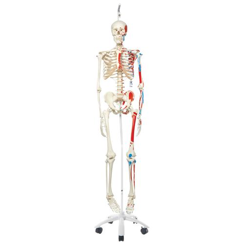 Human Skeleton Model Max on Hanging Stand with Painted Muscle Origins & Inserts, 1020174 [A11/1], Skeleton Models - Life size