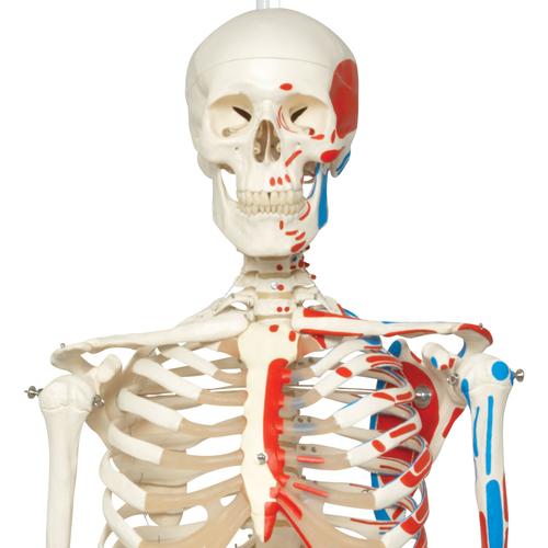 Squelette Max A11/1 avec représentation des muscles sur pied d'accrochage métallique à 5 roulettes, 1020174 [A11/1], Modèles de squelettes humains taille réelle