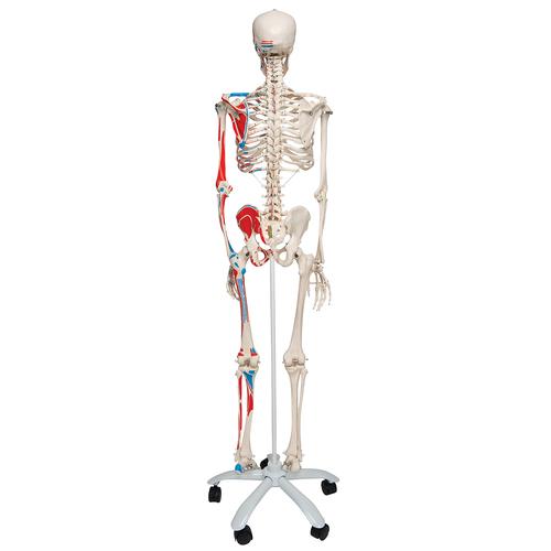 Human Skeleton Model Max with Painted Muscle Origins & Inserts, 1020173 [A11], Skeleton Models - Life size