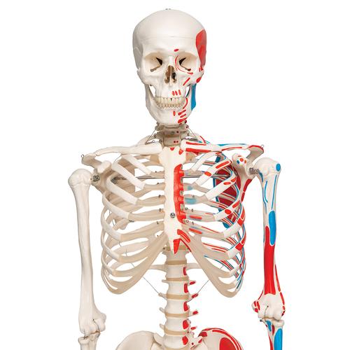 Human Skeleton Model Max with Painted Muscle Origins & Inserts, 1020173 [A11], Skeleton Models - Life size