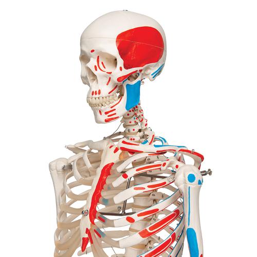 Human Skeleton Model Max with Painted Muscle Origins & Inserts, 1020173 [A11], Skeleton Models - Life size