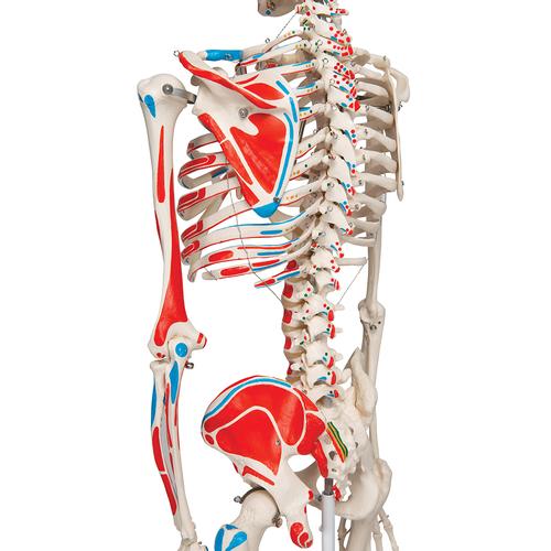 Squelette Max A11 avec représentation des muscles sur pied métallique à 5 roulettes, 1020173 [A11], Modèles de squelettes humains taille réelle