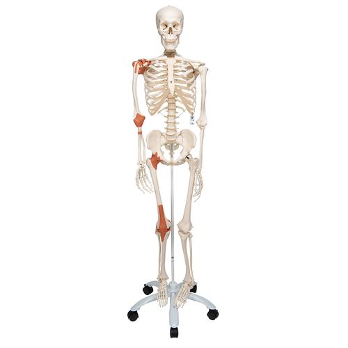 Human Skeleton Model Leo with Ligaments, 1020175 [A12], Skeleton Models - Life size