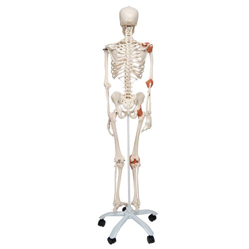 Human Skeleton Model Leo with Ligaments, 1020175 [A12], Skeleton Models - Life size