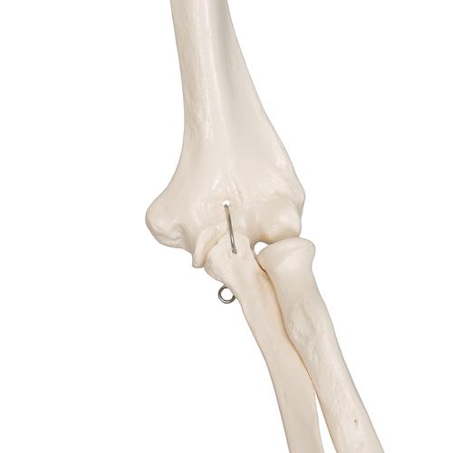 Human Skeleton Model Leo with Ligaments, 1020175 [A12], Skeleton Models - Life size