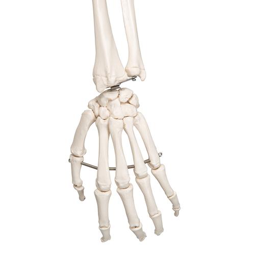 Squelette Leo A12 avec ligaments articulaires sur pied métallique à 5 roulettes, 1020175 [A12], Modèles de squelettes humains taille réelle