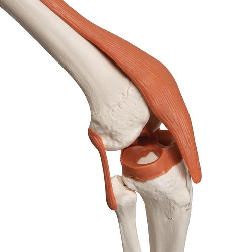 Squelette Leo A12 avec ligaments articulaires sur pied métallique à 5 roulettes, 1020175 [A12], Modèles de squelettes humains taille réelle