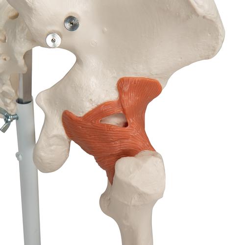 Squelette Leo A12 avec ligaments articulaires sur pied métallique à 5 roulettes, 1020175 [A12], Modèles de squelettes humains taille réelle