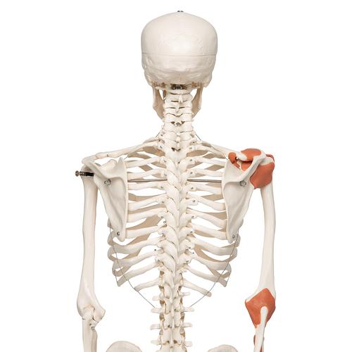 Human Skeleton Model Leo with Ligaments, 1020175 [A12], Skeleton Models - Life size