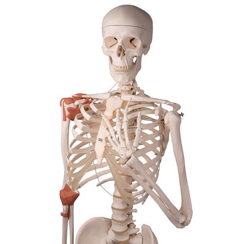 Human Skeleton Model Leo with Ligaments, 1020175 [A12], Skeleton Models - Life size