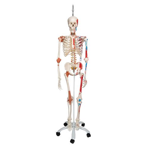 전신골격 모형 “Sam" (행잉스탠드 형)  Human Skeleton Model Sam on Hanging Stand with Muscle & Ligaments, 1020177 [A13/1], 실물 크기 골격 모형