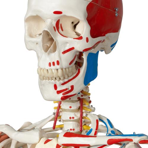 Human Skeleton Model Sam on Hanging Stand with Muscle & Ligaments, 1020177 [A13/1], Skeleton Models - Life size