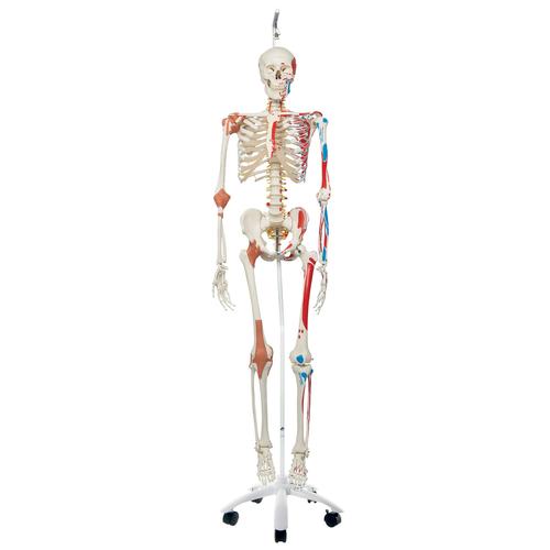 전신골격 모형 “Sam" (행잉스탠드 형)  Human Skeleton Model Sam on Hanging Stand with Muscle & Ligaments, 1020177 [A13/1], 실물 크기 골격 모형