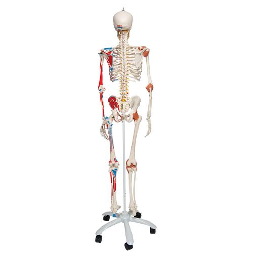 Human Skeleton Model "Sam" with Muscles & Ligaments, 1020176 [A13], Skeleton Models - Life size