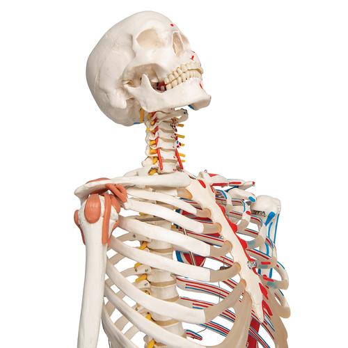 Human Skeleton Model "Sam" with Muscles & Ligaments, 1020176 [A13], Skeleton Models - Life size