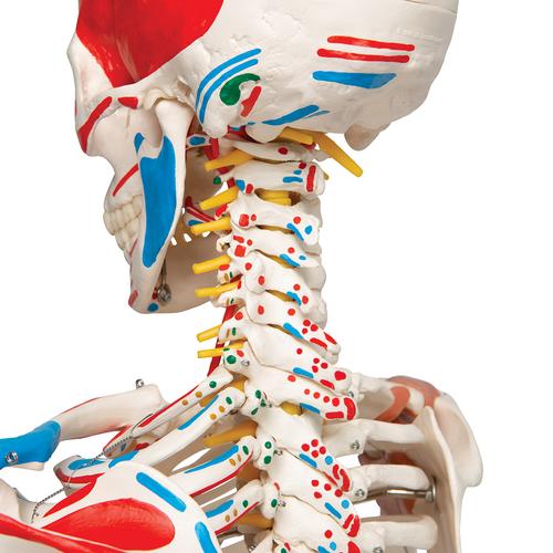 Human Skeleton Model "Sam" with Muscles & Ligaments, 1020176 [A13], Skeleton Models - Life size