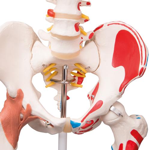 Human Skeleton Model "Sam" with Muscles & Ligaments, 1020176 [A13], Skeleton Models - Life size