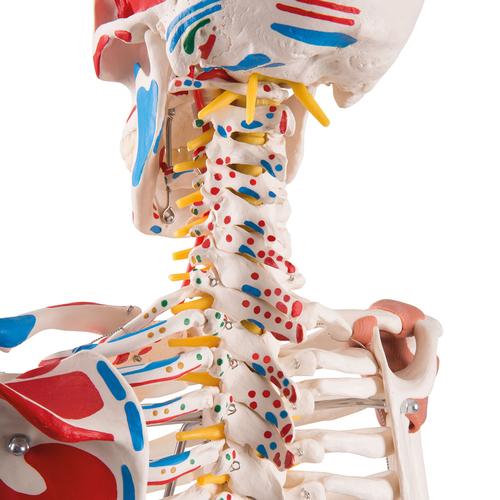Anatomie Squelette avec housse de protection, poster d'enseignement, pied  avec roulettes, taille réelle 181,5 cm – Modèle d'apprentissage humain,  modèle anatomique, os humain : : Commerce, Industrie et Science