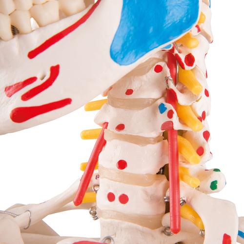 Human Skeleton Model "Sam" with Muscles & Ligaments, 1020176 [A13], Skeleton Models - Life size