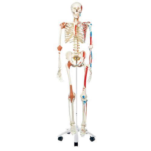 Human Skeleton Model "Sam" with Muscles & Ligaments, 1020176 [A13], Skeleton Models - Life size