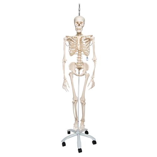 Physiological Human Skeleton Model Phil on Hanging Stand, 1020179 [A15/3], Skeleton Models - Life size