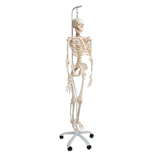 Physiological Human Skeleton Model Phil on Hanging Stand, 1020179 [A15/3], Skeleton Models - Life size