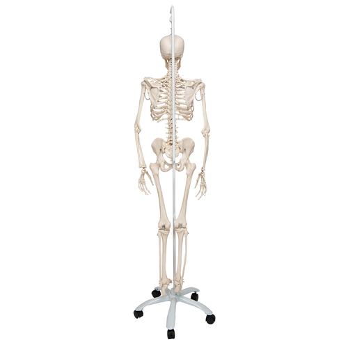 Physiological Human Skeleton Model Phil on Hanging Stand, 1020179 [A15/3], Skeleton Models - Life size