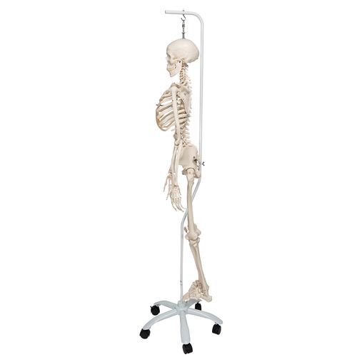 Physiological Human Skeleton Model Phil on Hanging Stand, 1020179 [A15/3], Skeleton Models - Life size