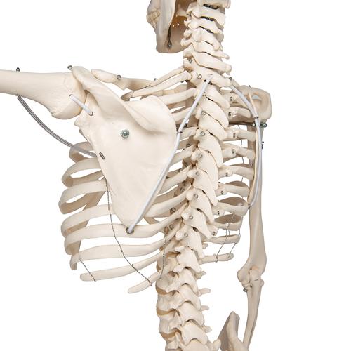 Physiological Human Skeleton Model Phil on Hanging Stand, 1020179 [A15/3], Skeleton Models - Life size