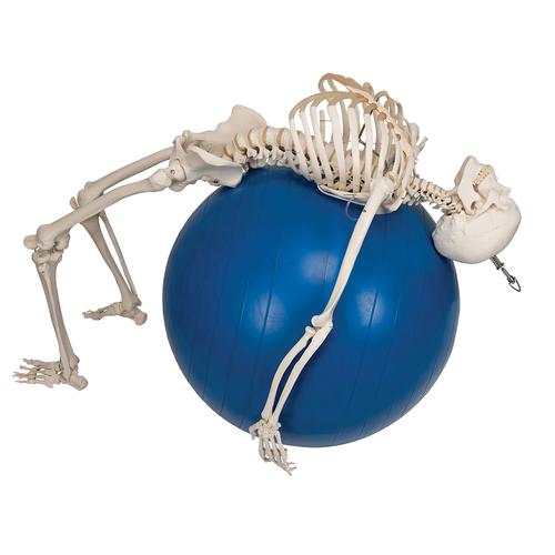 Physiological Human Skeleton Model Phil on Hanging Stand, 1020179 [A15/3], Skeleton Models - Life size