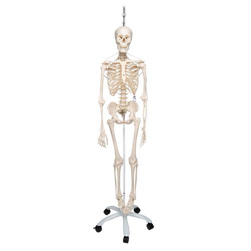 Functional & Physiological Human Skeleton Model Frank on Hanging Stand, 1020180 [A15/3S], Skeleton Models - Life size