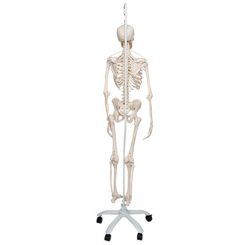 Functional & Physiological Human Skeleton Model Frank on Hanging Stand, 1020180 [A15/3S], Skeleton Models - Life size