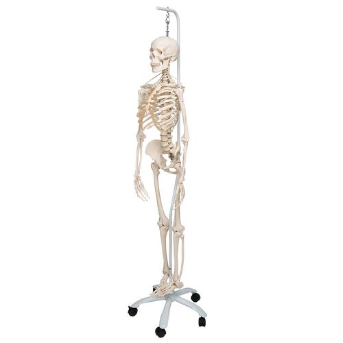 Functional & Physiological Human Skeleton Model Frank on Hanging Stand, 1020180 [A15/3S], Skeleton Models - Life size