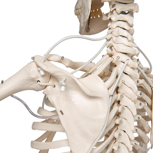 Functional & Physiological Human Skeleton Model Frank on Hanging Stand, 1020180 [A15/3S], Skeleton Models - Life size