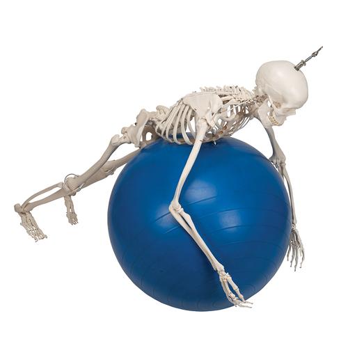 Functional & Physiological Human Skeleton Model Frank on Hanging Stand, 1020180 [A15/3S], Skeleton Models - Life size