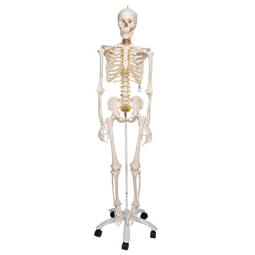 Flexible Human Skeleton Model Fred, 1020178 [A15], Skeleton Models - Life size