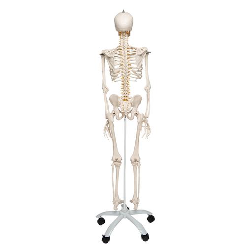 Flexible Human Skeleton Model Fred, 1020178 [A15], Skeleton Models - Life size