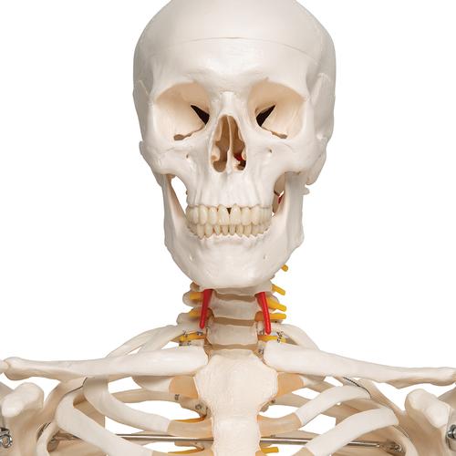 Flexible Human Skeleton Model Fred, 1020178 [A15], Skeleton Models - Life size